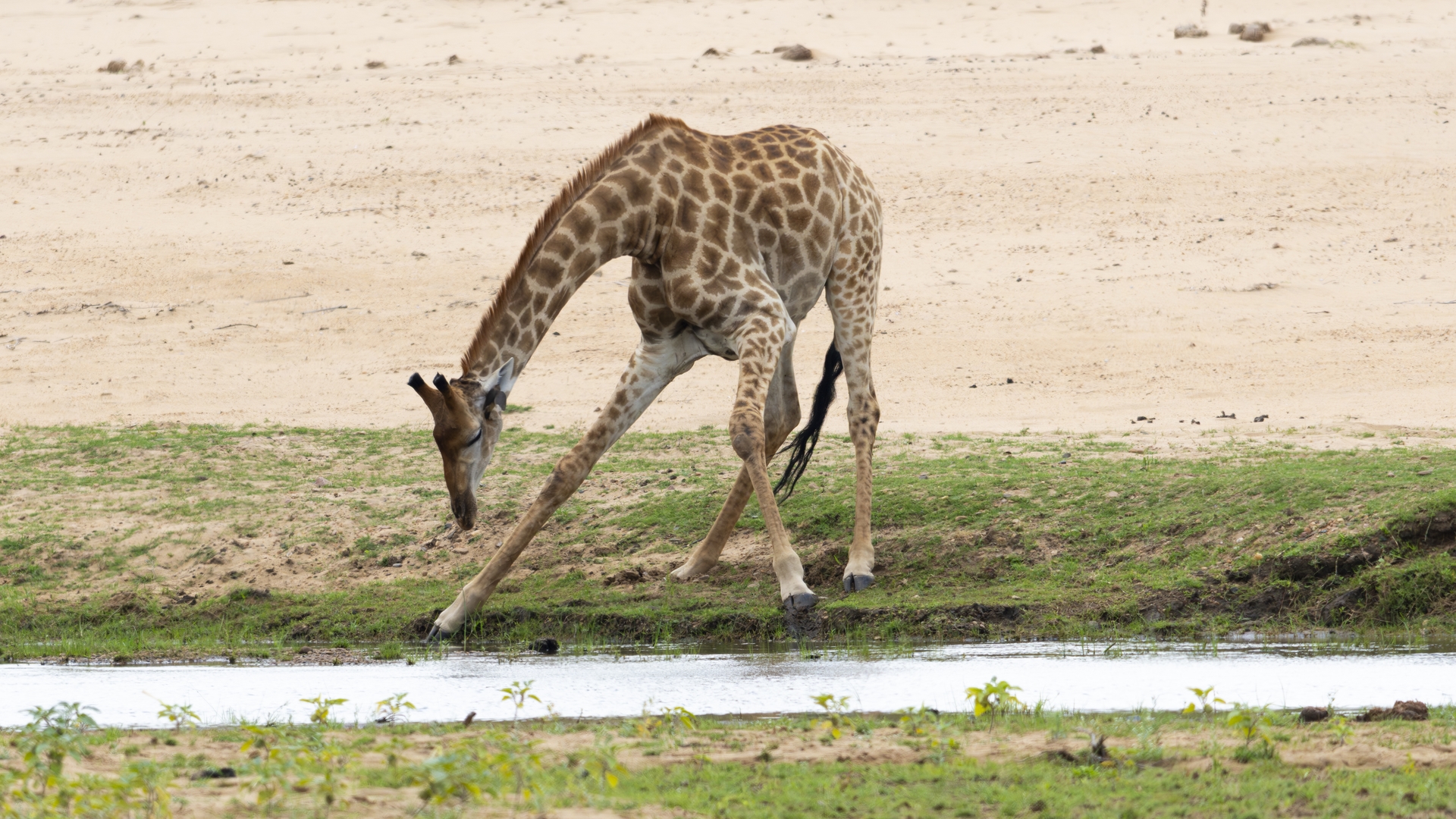 Kruger25 2025 11 04 13 24 13 ILCE 1M2 1365
